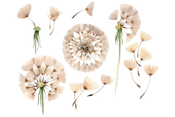 Dandelion Watercolor Illustrations: A Designer’s Review for Real Client Projects