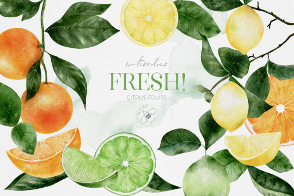 Fruit Watercolour Citrus Fruit Lemons Illustrations for Digital Sellers