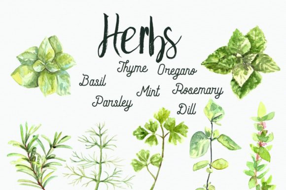 h1Watercolor Herbs Clip Art Set for Digital Sellers and Creative Product Makers/h1