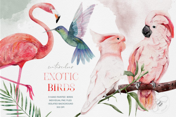 Watercolor Exotic Birds Tropical PNG & Illustrations