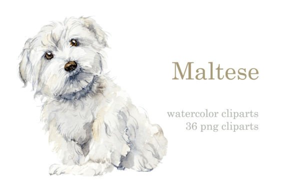 Watercolor Maltese Dog: A Designer’s Real-World Review