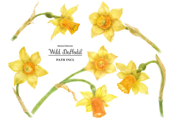 Watercolor Wild Daffodil Illustrations for Bloggers and Digital Publishers